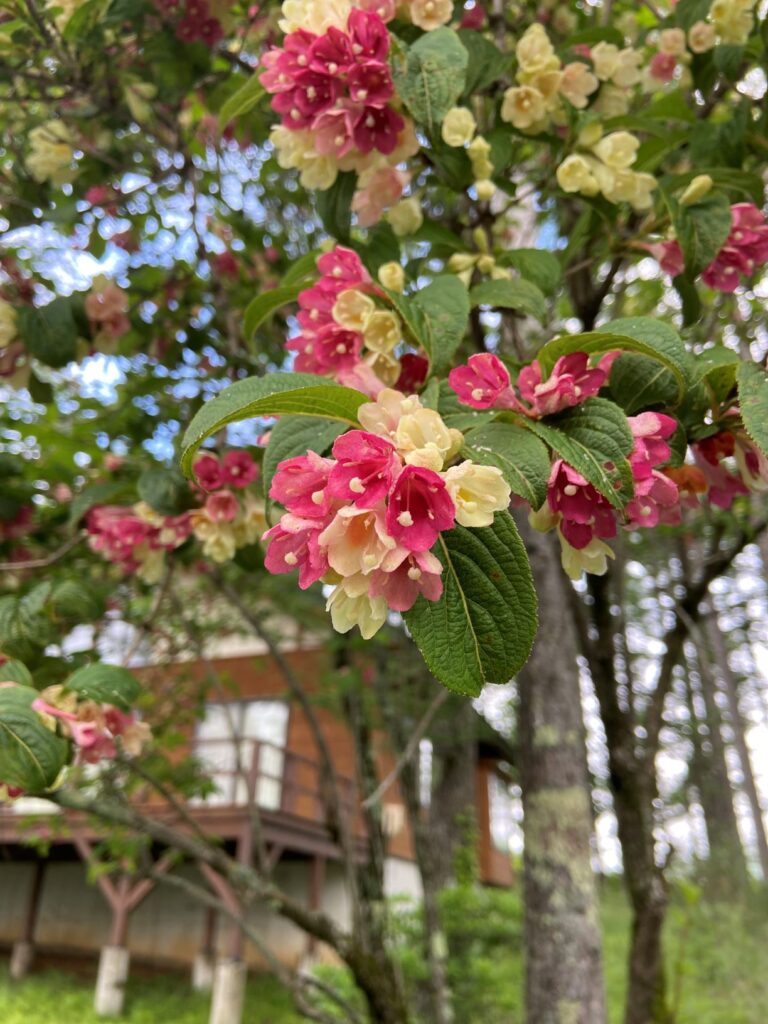 ハコネウツギ　別荘地の花