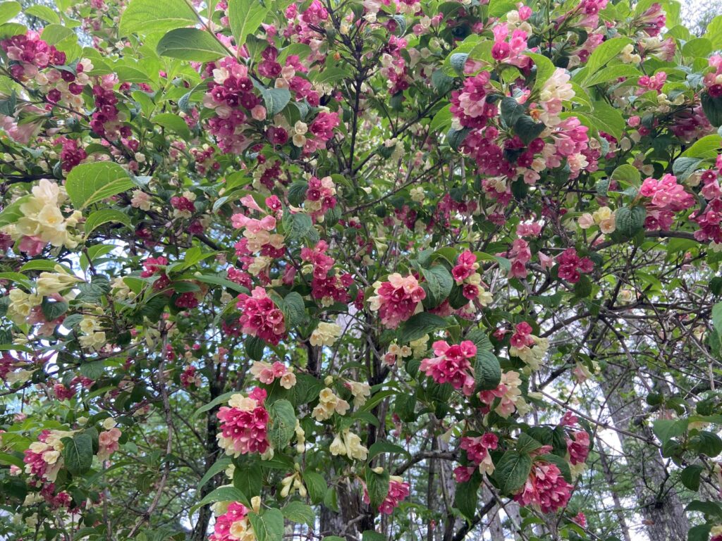 ハコネウツギ　別荘地の花