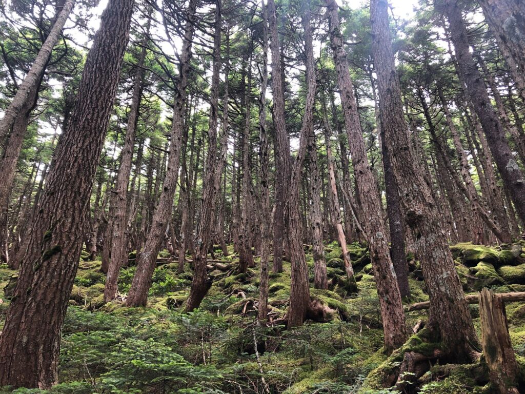 白駒池　北八ヶ岳　苔の森