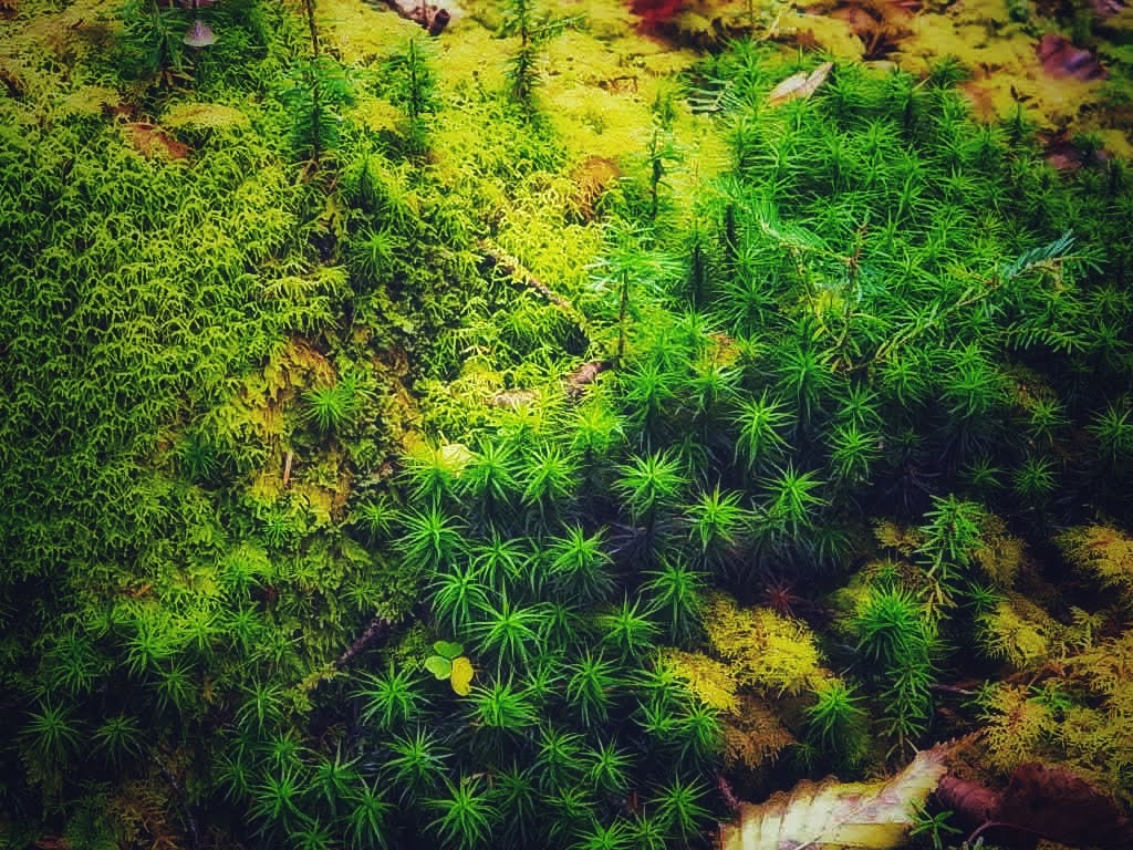 白駒池　北八ヶ岳　苔の森