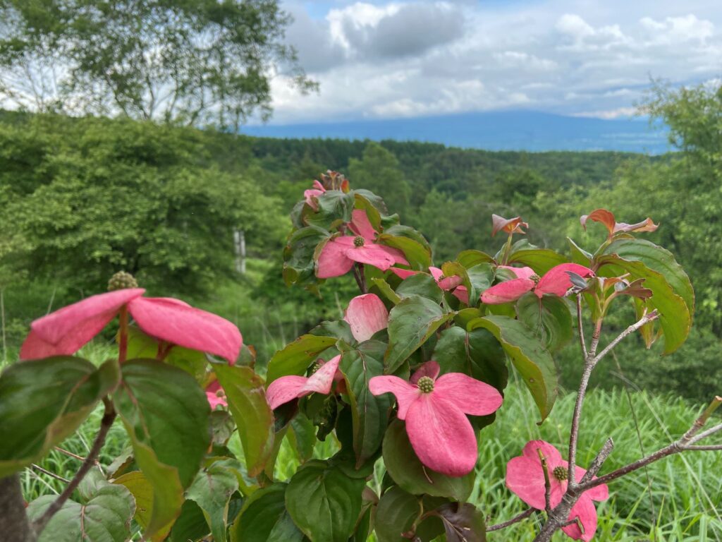 ヤマボウシ　別荘地