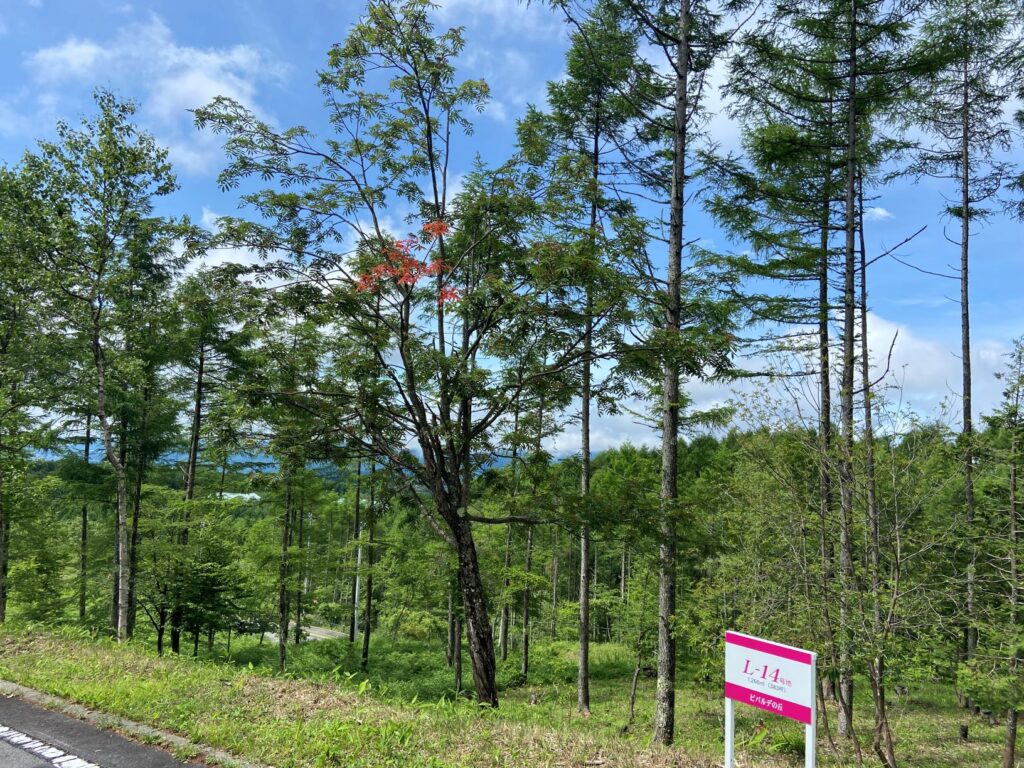 ナナカマド　霧ヶ峰