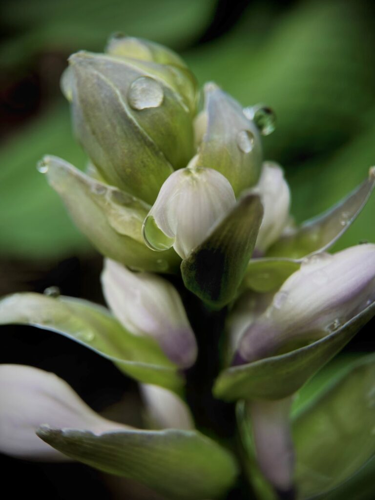 別荘地の植物　ギボウシ