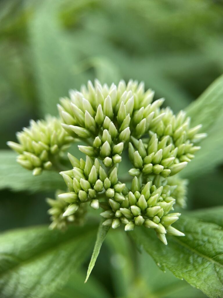 別荘地の植物