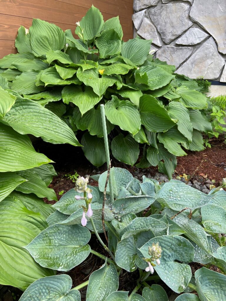 別荘地の植物　ギボウシ