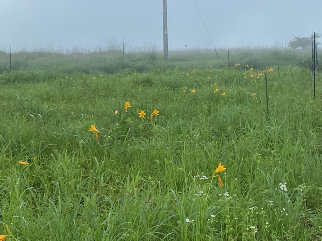 霧ヶ峰　ニッコウキスゲ