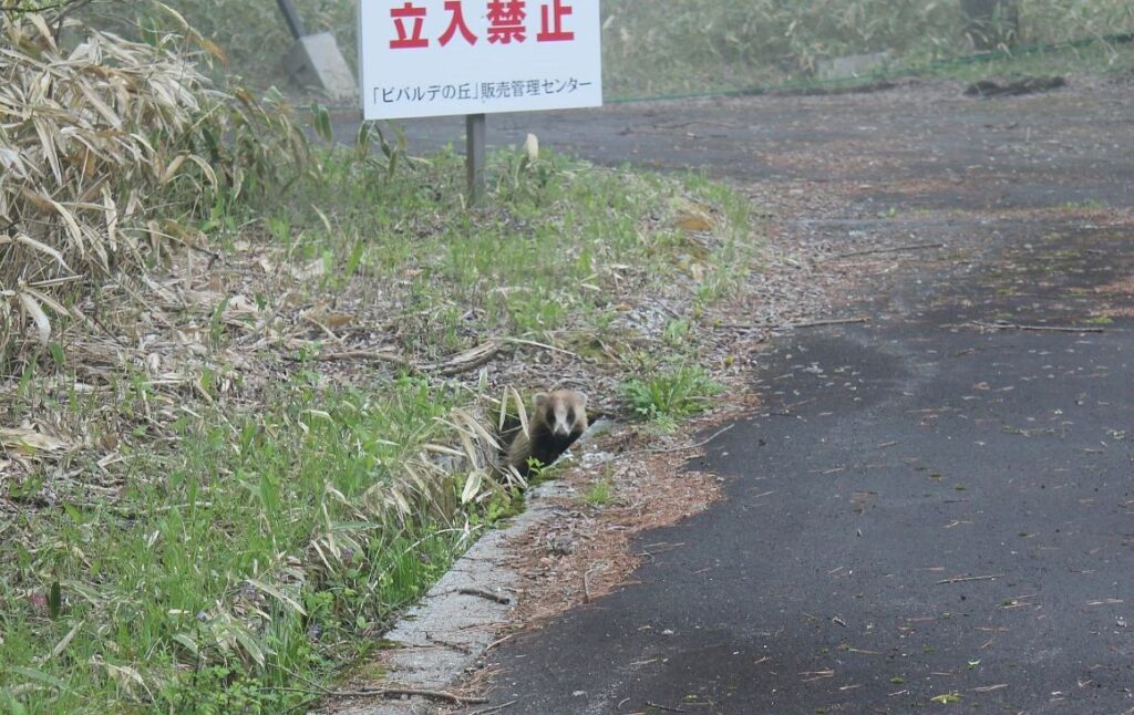 別荘の動物　あなぐま
