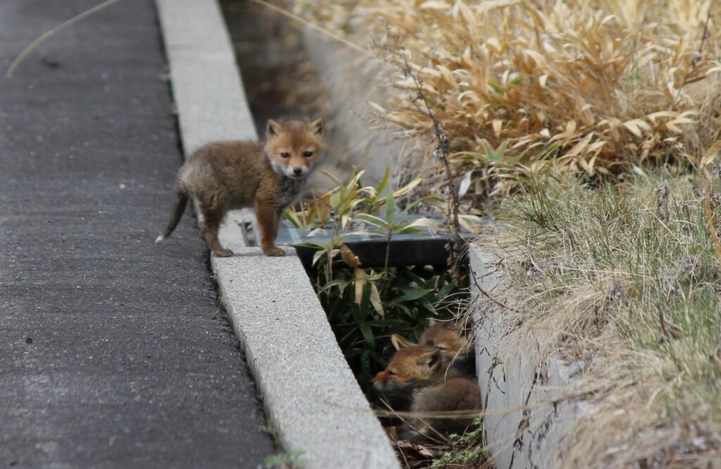 別荘の動物　小きつね
