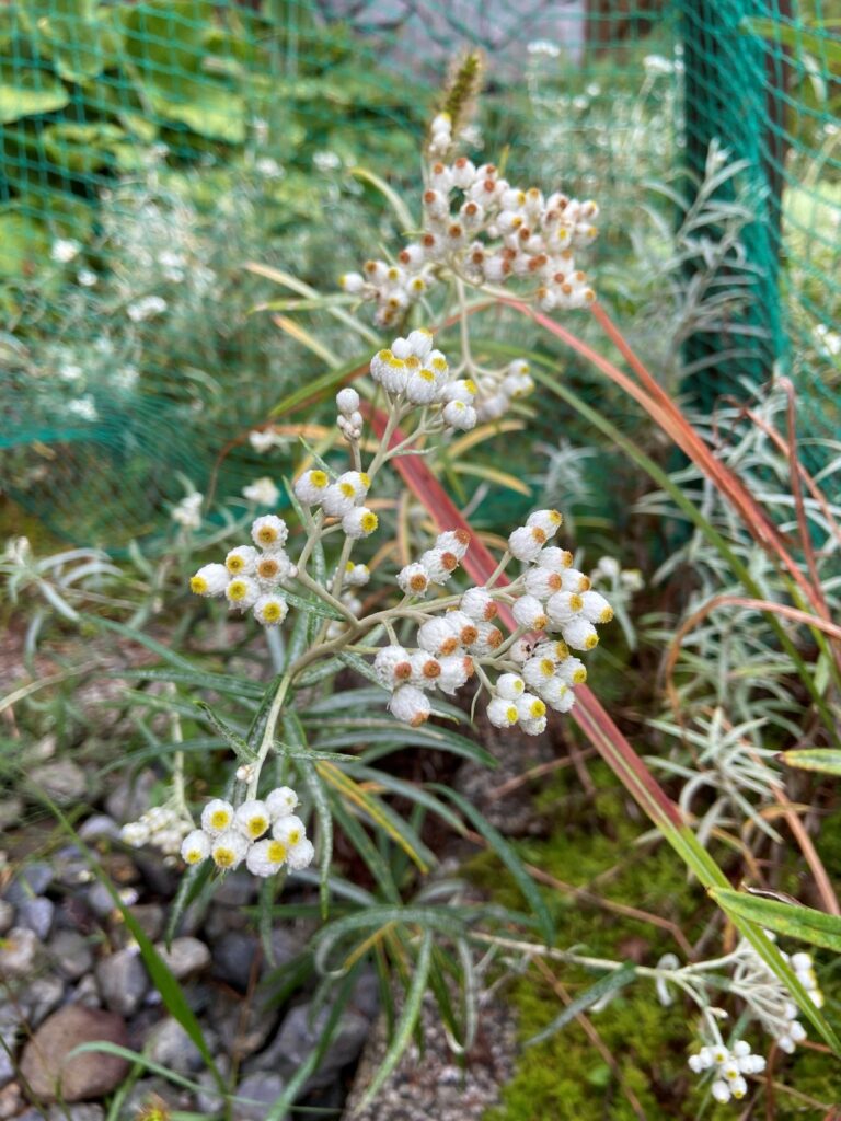 霧ヶ峰　別荘の植物　ヤマハハコ