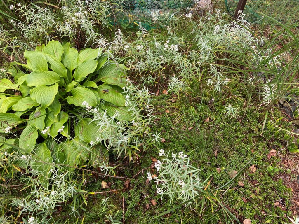 霧ヶ峰　別荘の植物　ヤマハハコ