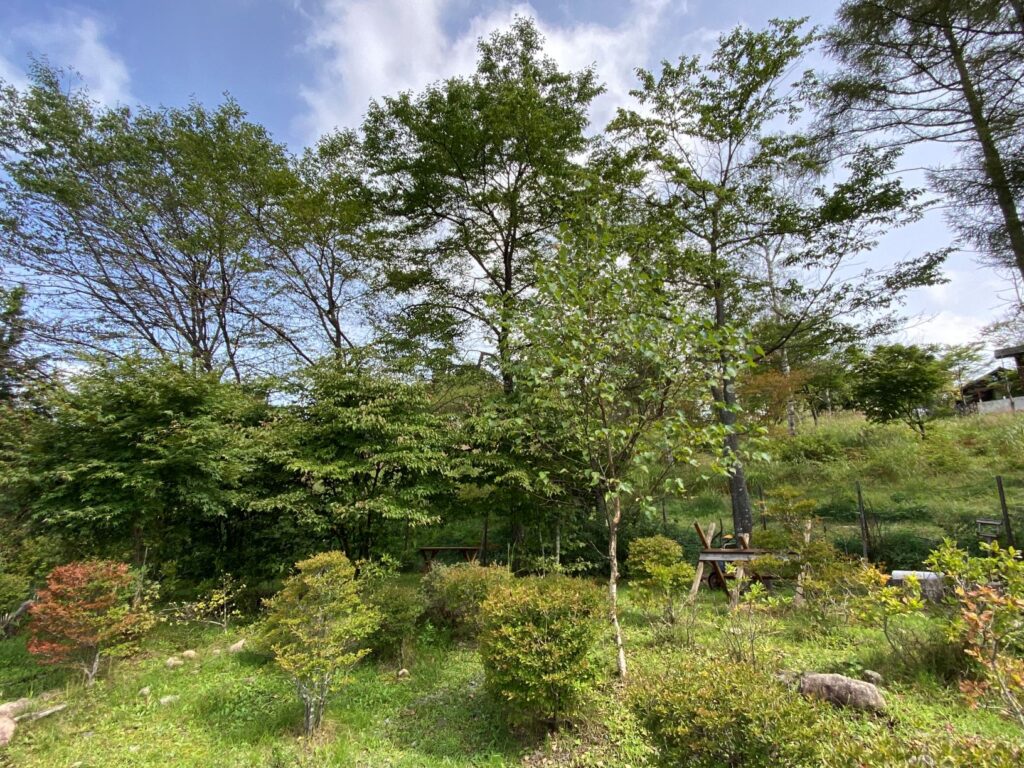 別荘地の庭　別荘の植物　