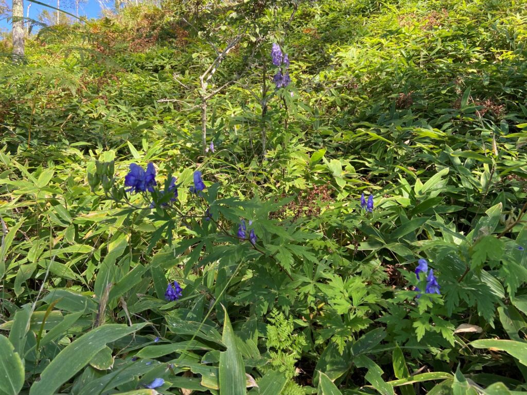 トリカブト | 八ヶ岳 諏訪霧ヶ峰高原別荘地 ビバルデの丘