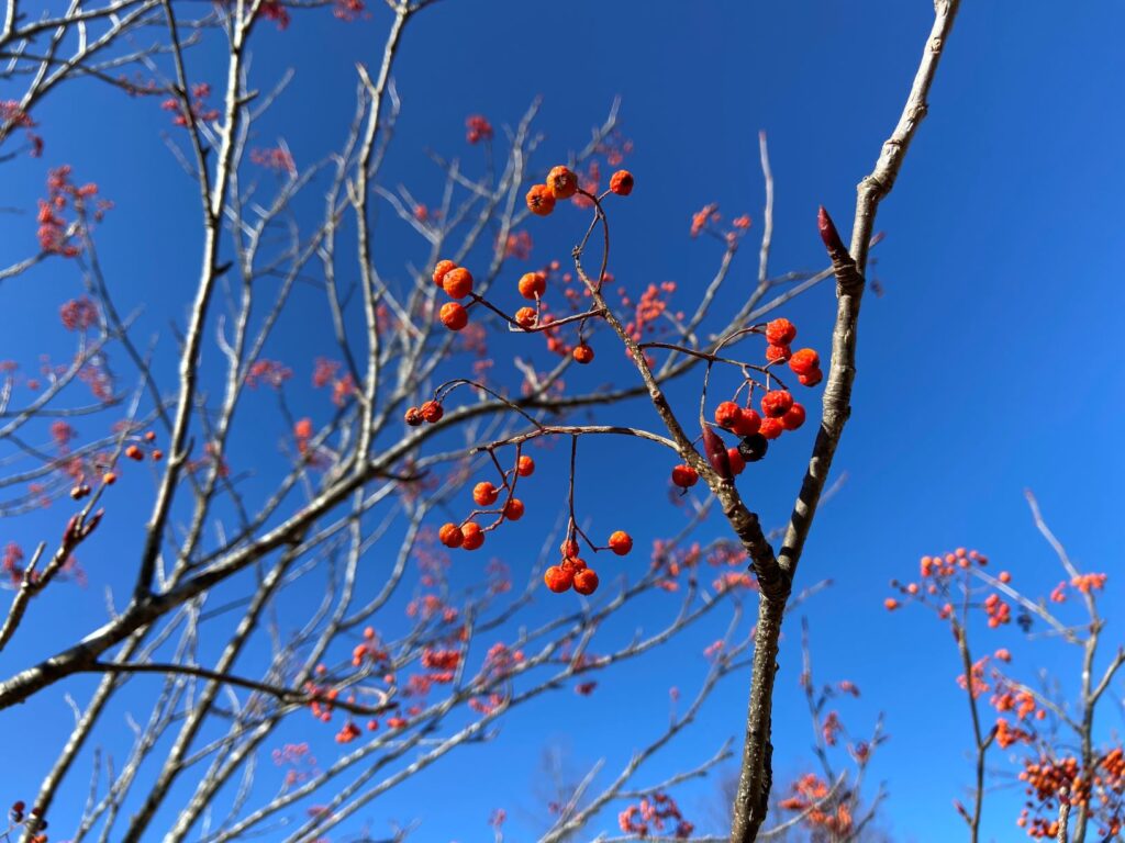 別荘地の植物　ナナカマドの実