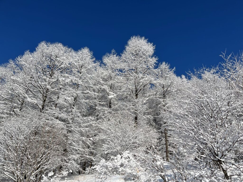 霧ヶ峰　冬　別荘地
別荘の冬　別荘の雪