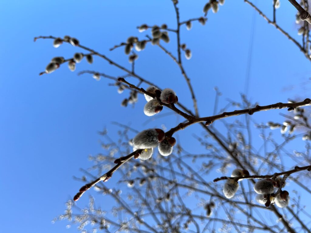 別荘　植物