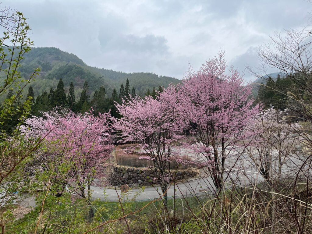 山の植物