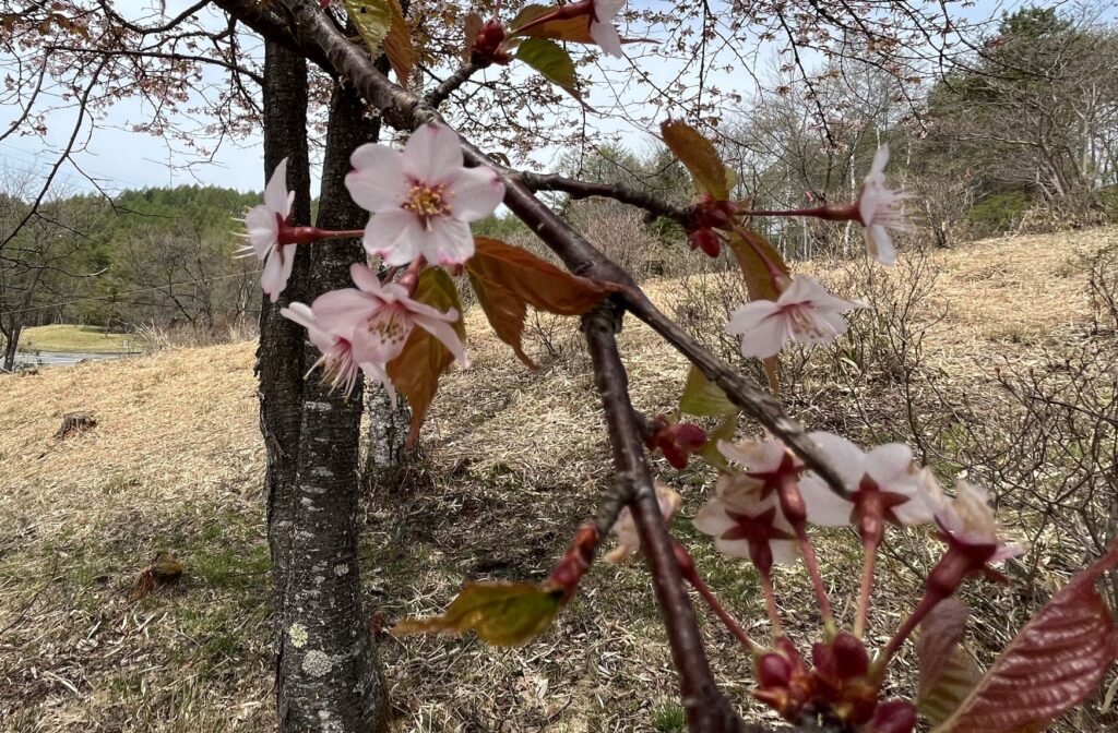 別荘の花