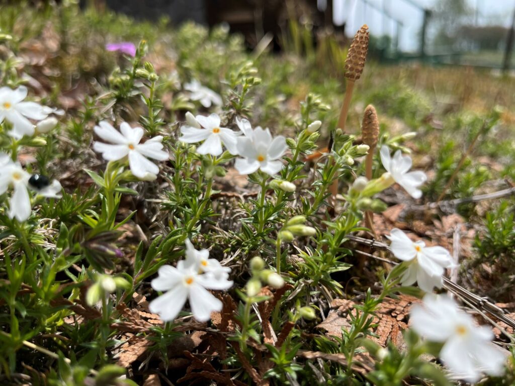 別荘の花