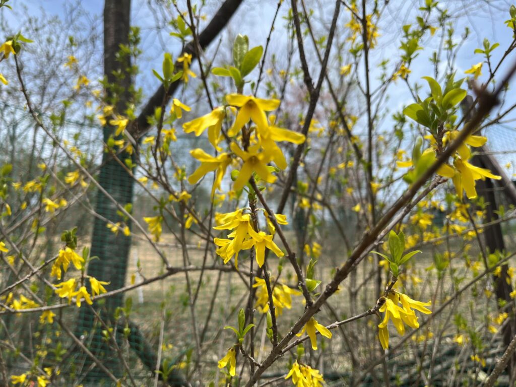 別荘の花