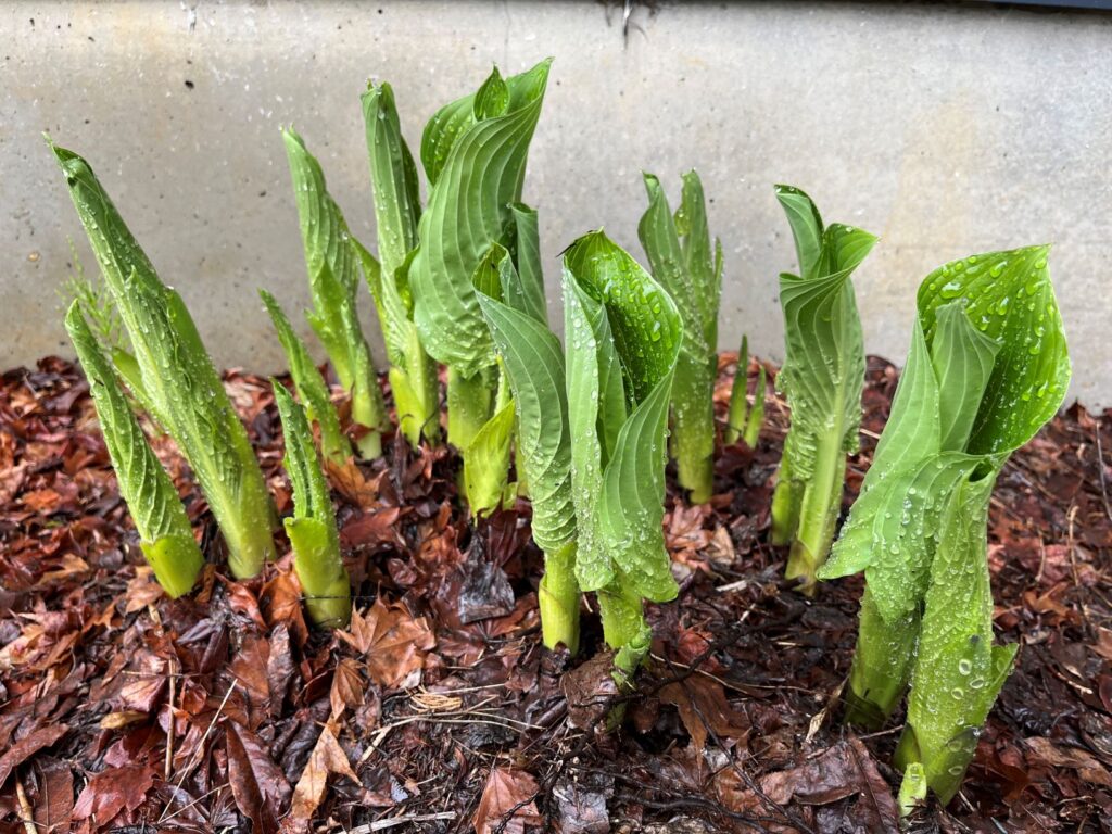 オオバギボウシ　霧ヶ峰　別荘地の植物　別荘の植物　食用植物