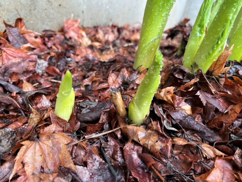 オオバギボウシ　霧ヶ峰　別荘地の植物　別荘の植物　食用植物