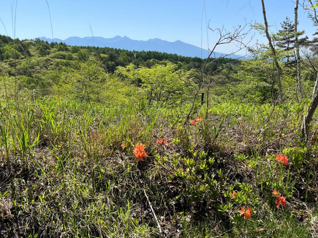 レンゲツツジ　霧ヶ峰　別荘地　別荘のツツジ