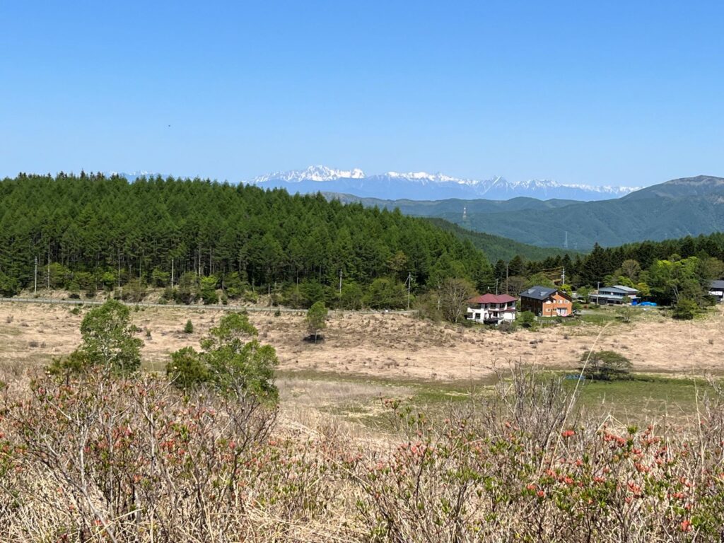 レンゲツツジ　霧ヶ峰　別荘地　別荘のツツジ