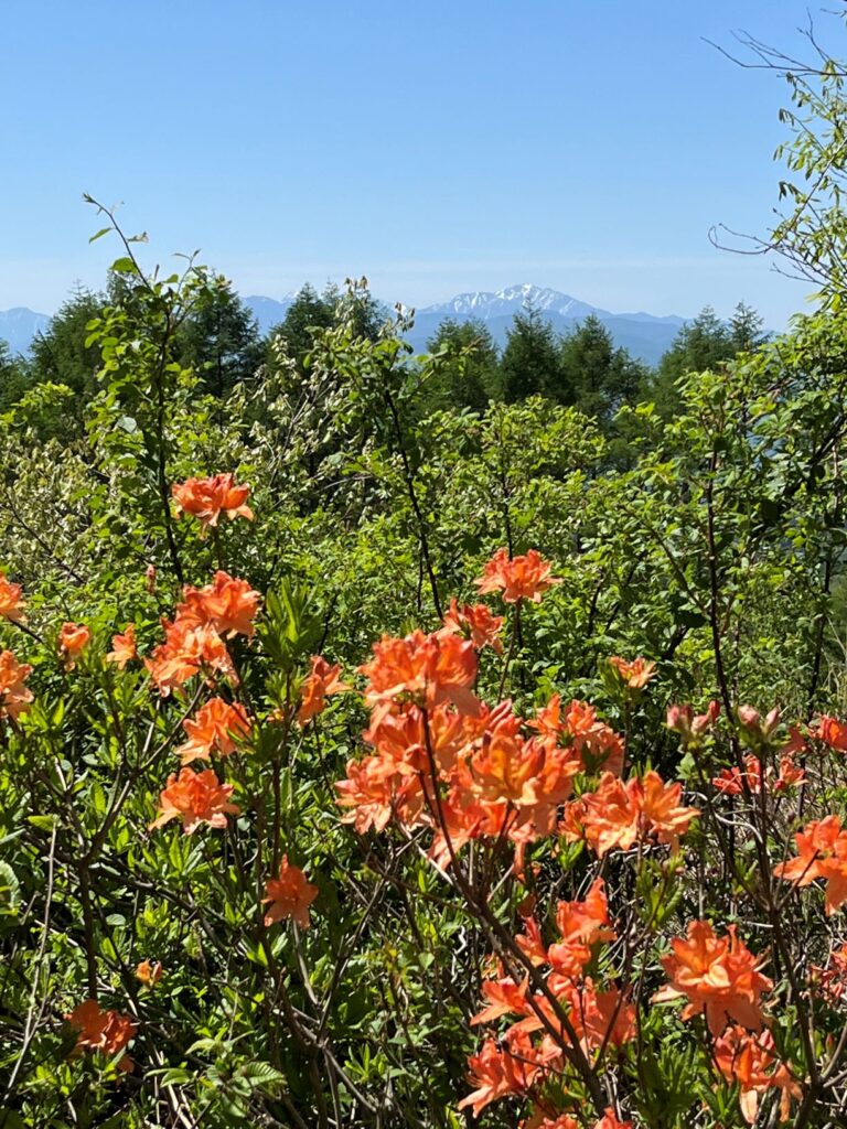 レンゲツツジ　霧ヶ峰　別荘地　別荘のツツジ