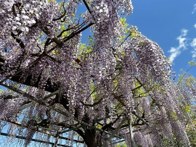 諏訪市
春
藤
花
庭
ビバルデの丘
別荘地
スタッフ
スタッフブログ
ブログ