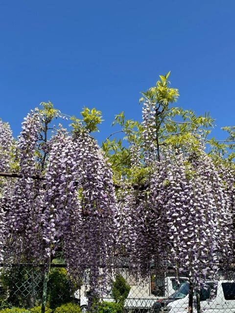 諏訪市
春
藤
花
庭
植栽
ビバルデの丘
別荘地
スタッフ
スタッフブログ
ブログ
