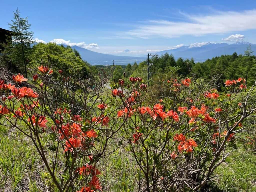 レンゲツツジ　別荘　霧ヶ峰