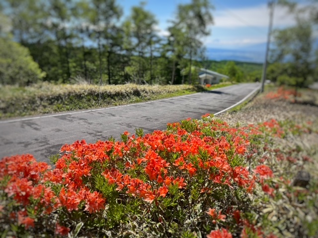 レンゲツツジ　別荘　霧ヶ峰