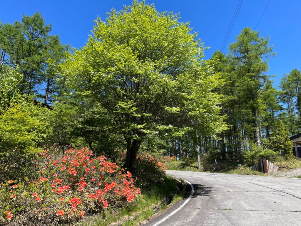 レンゲツツジ　別荘　霧ヶ峰