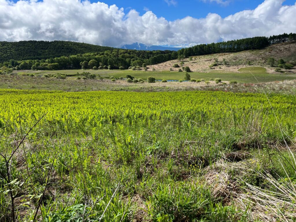 池のくるみ　湿原の夏　踊場湿原　霧ヶ峰