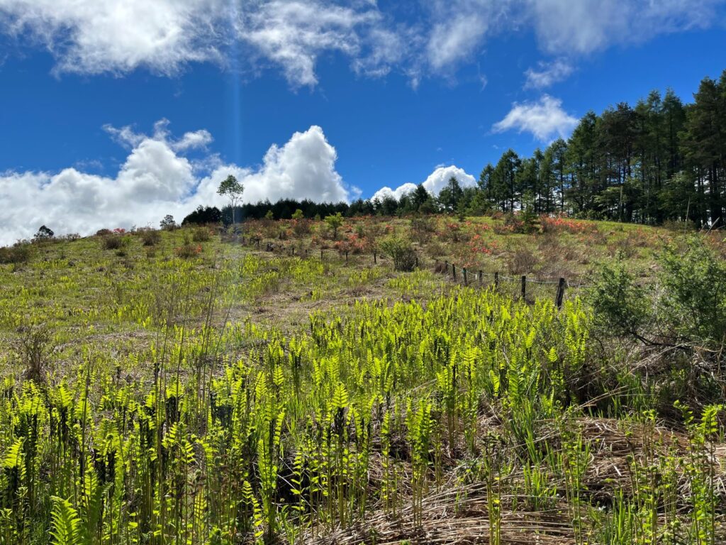 池のくるみ　湿原の夏　踊場湿原　霧ヶ峰