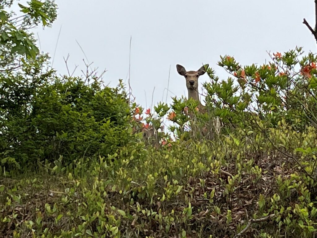 別荘地　動物