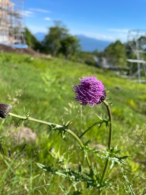 信州
諏訪市
ビバルデの丘
霧ヶ峰
別荘地
スタッフブログ
体験宿泊棟
新築
建築
建方
クレーン車
大工さん
富士山
アザミ
