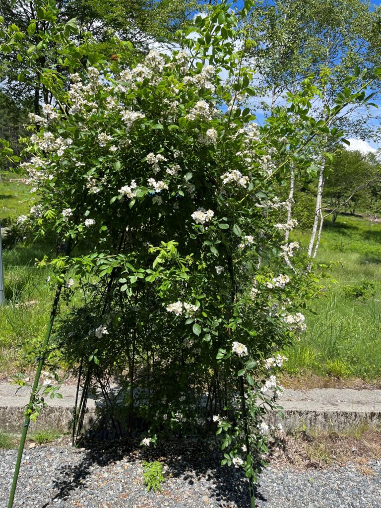 霧ヶ峰　植物
別荘地の植物
別荘ガーデニング