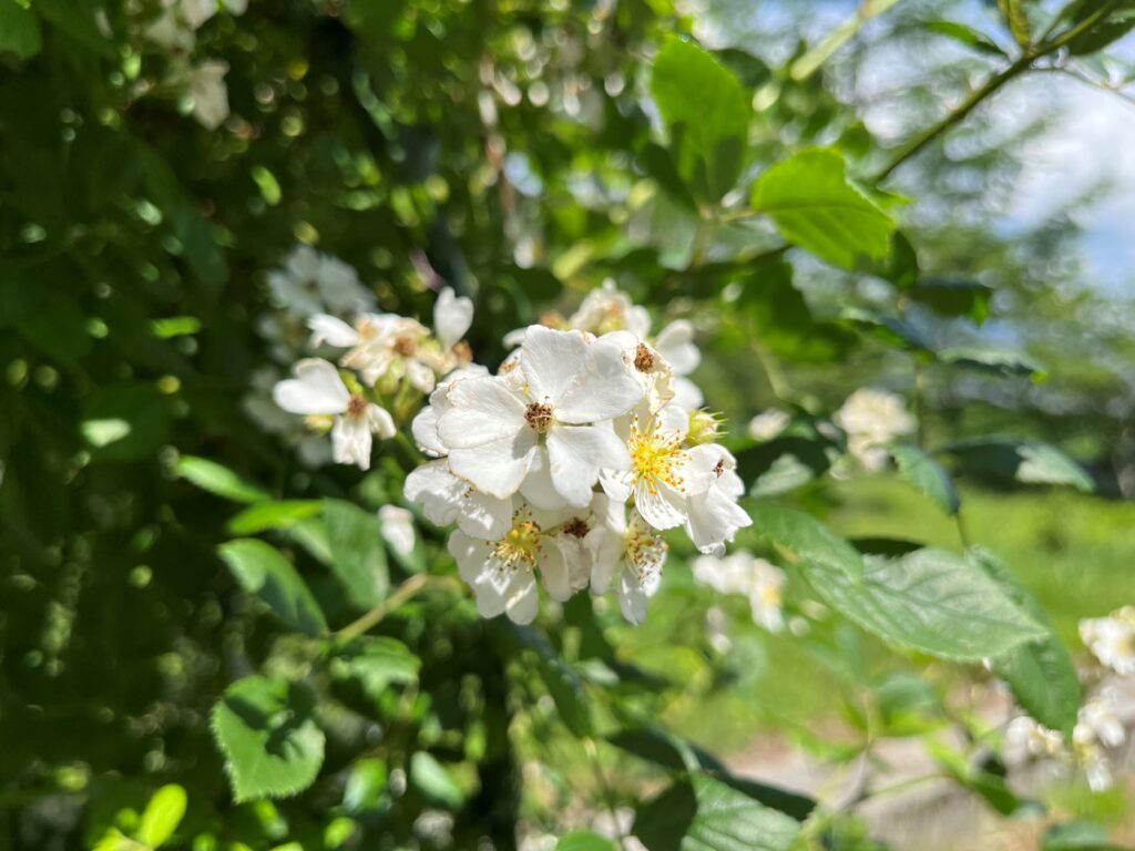 霧ヶ峰　植物
別荘地の植物
別荘ガーデニング