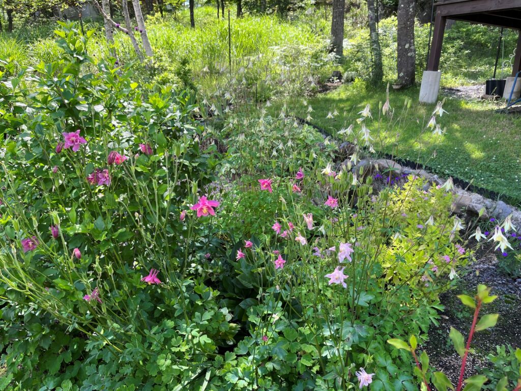 霧ヶ峰　植物
別荘地の植物
別荘ガーデニング