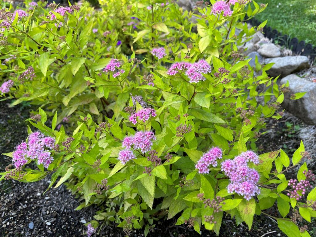 霧ヶ峰　植物
別荘地の植物
別荘ガーデニング