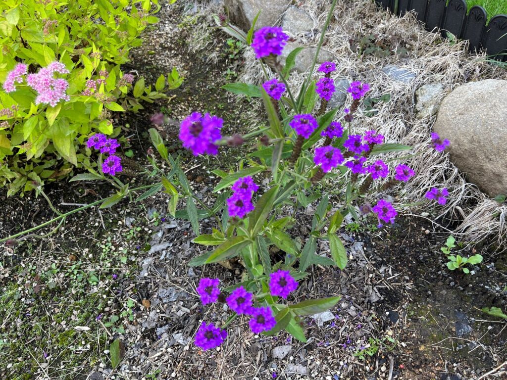 霧ヶ峰　植物
別荘地の植物
別荘ガーデニング