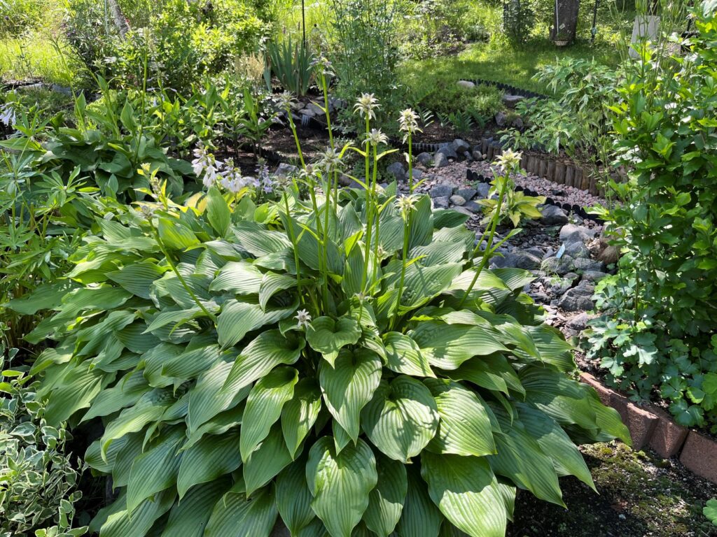 霧ヶ峰　植物
別荘地の植物
別荘ガーデニング