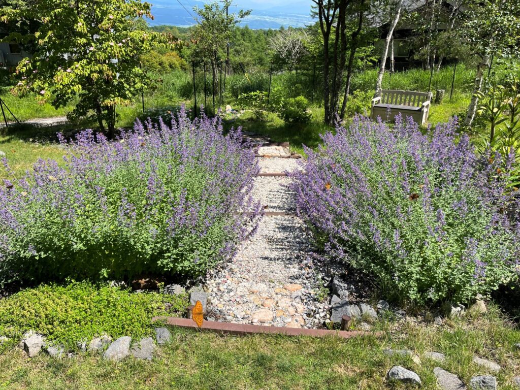 霧ヶ峰　植物
別荘地の植物
別荘ガーデニング