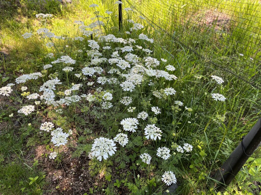 霧ヶ峰　植物
別荘地の植物
別荘ガーデニング