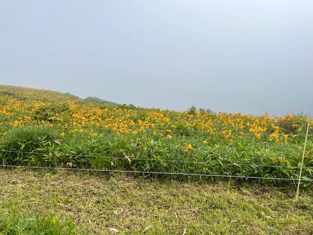 霧ヶ峰　ニッコウキスゲ