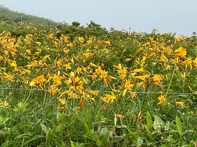 霧ヶ峰　ニッコウキスゲ