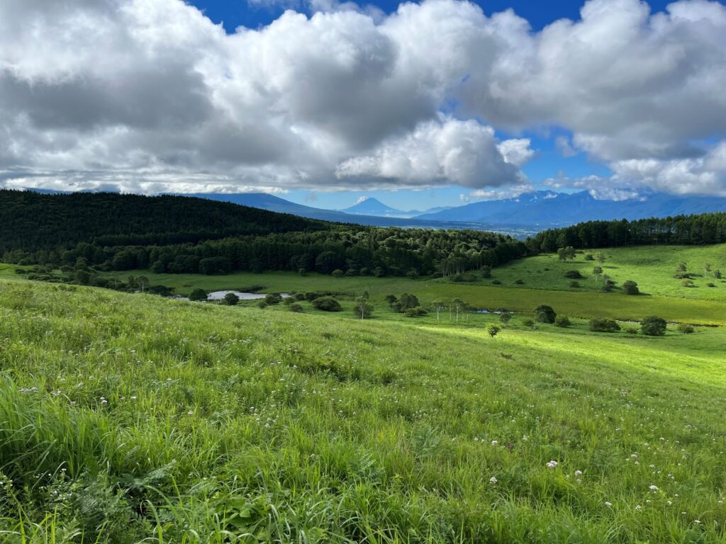 霧ヶ峰　夏