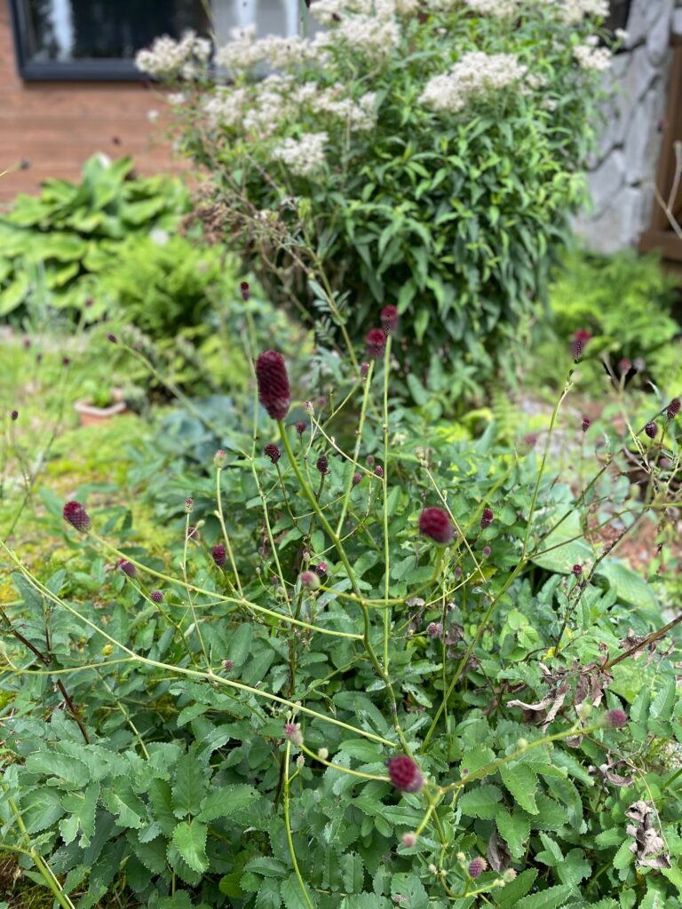 ビバルデの丘
花壇
管理棟
スタッフブログ
スタッフ
霧ヶ峰
ワレモコウ
別荘
避暑
お盆
休日