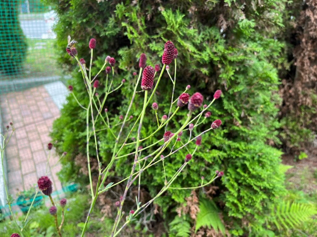 霧ヶ峰植生
別荘地　別荘の植生